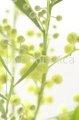 Mimose-Mimosa-pudica-7