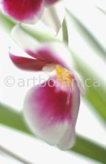 Orchidee-Miltonia-19