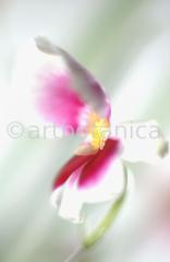 Orchidee-Miltonia-4