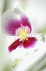 Orchidee-Miltonia-6