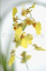 Orchidee-Oncidium-5