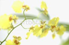 Orchidee-Oncidium-6