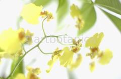 Orchidee-Oncidium-7