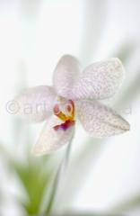 Orchidee-Phalenopsis-90