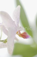 Orchidee-Phalenopsis-92
