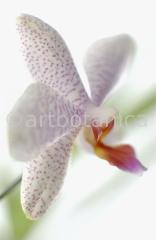Orchidee-Phalenopsis-95