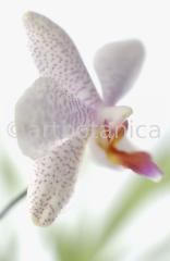 Orchidee-Phalenopsis-96