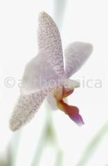 Orchidee-Phalenopsis-97