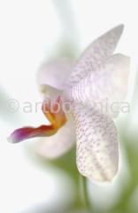 Orchidee-Phalenopsis-98