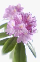 Rhododendron-11