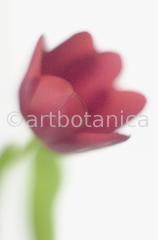 Tulpe-rot-Tulpia-4