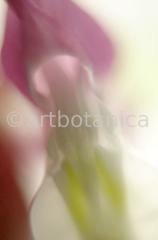 erotische-Pflanzenfotografie-8