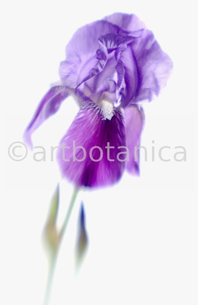Iris-Iris versicolor-57