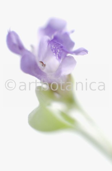 Salbei-Salvia-officinalis-26