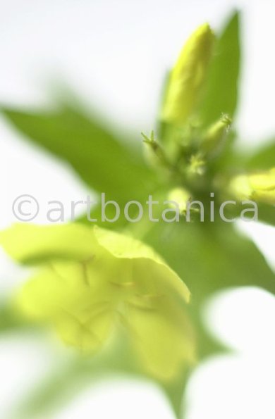 Nachtkerze-Oenothera-biennis-23