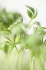 Gartenkresse-Lepidium-sativum-8