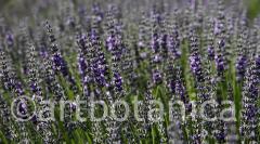 Lavendel 06
