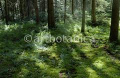 Natur-Wald-9