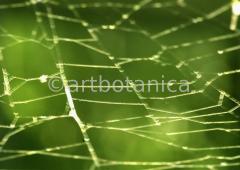 Strukturen-Spinnennetz-6