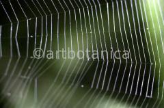 Strukturen-Spinnennetz-9
