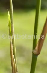 Nutzpflanzen-Bambus-35