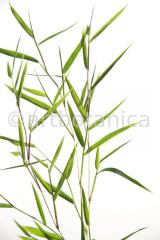 Nutzpflanzen-Bambus-4