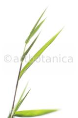 Nutzpflanzen-Bambus-8