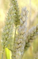 Nutzpflanzen-Getreide-37