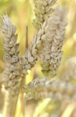 Nutzpflanzen-Getreide-40