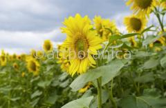Nutzpflanzen-Sonnenblume-15