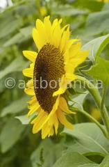 Nutzpflanzen-Sonnenblume-2