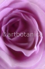 Rose-violett-1