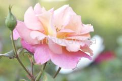 Rosen-Rose-rosee-85